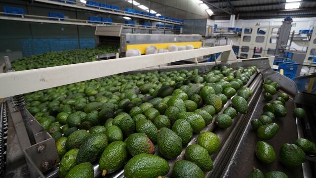Producción de aguacate en Michoacán