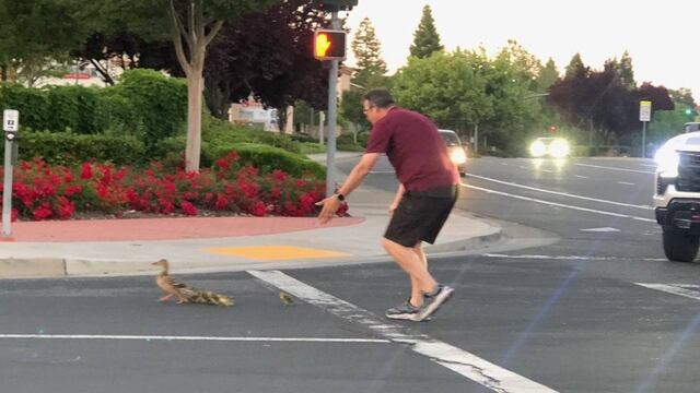 Muere atropellado por ayudar a patitos cruzar la calle