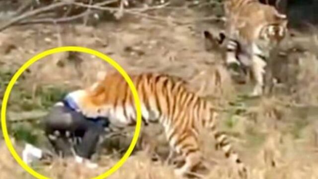 Muere en garras de tigre.