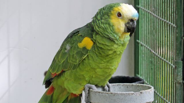 Deja esperando media hora a Testigos de Jehová; era un periquito diciendo "ahí voy"