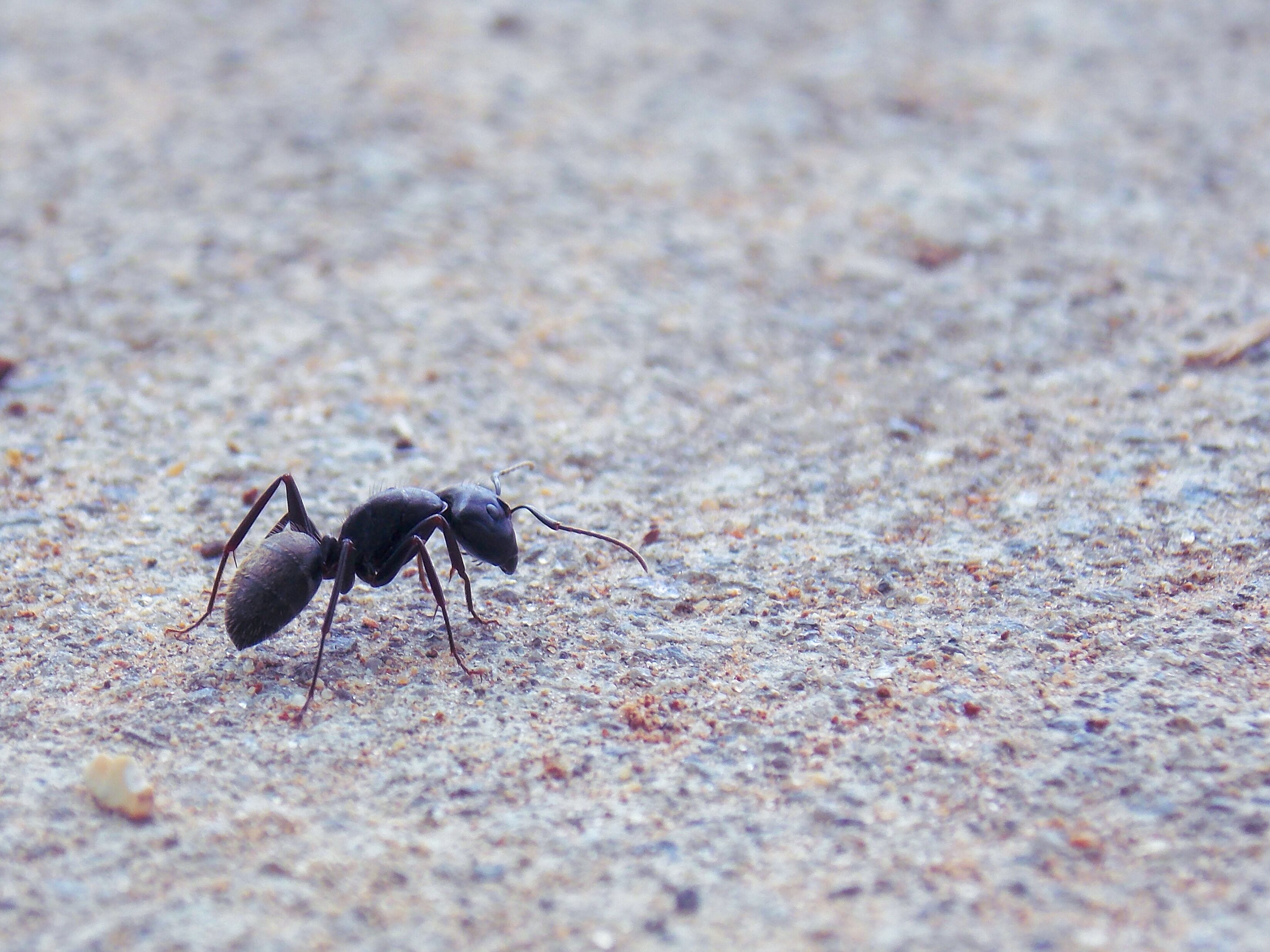 ¿Qué significa soñar con hormigas negras?