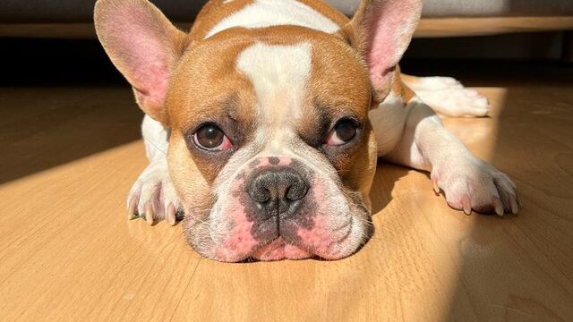 Majo Martínez reporta el robo de su perrito Frank