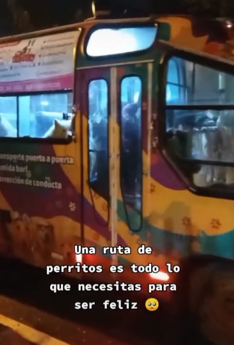 Camión que lleva a los perros