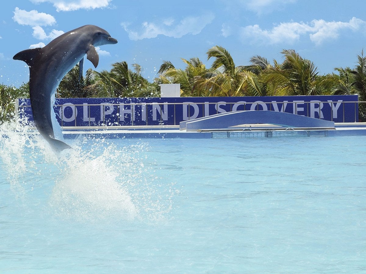 Dolphin Discovery