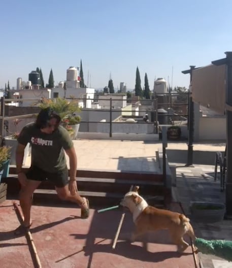 Perrito le da de palazos a su dueño