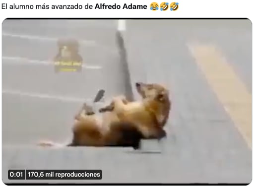 Memes de Alfredo Adame y su nueva golpiza