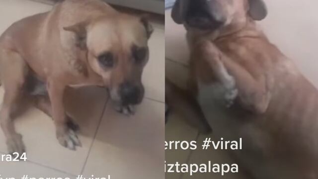 Perro guardián lleva amigos a su casa.