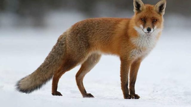 ¿Zorros domesticados? Afirma que es más común acercarse a los humanos por comida