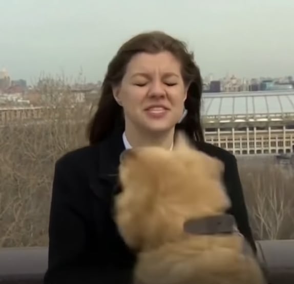 Perro roba micrófono a reportera en plena trasmisión en vivo