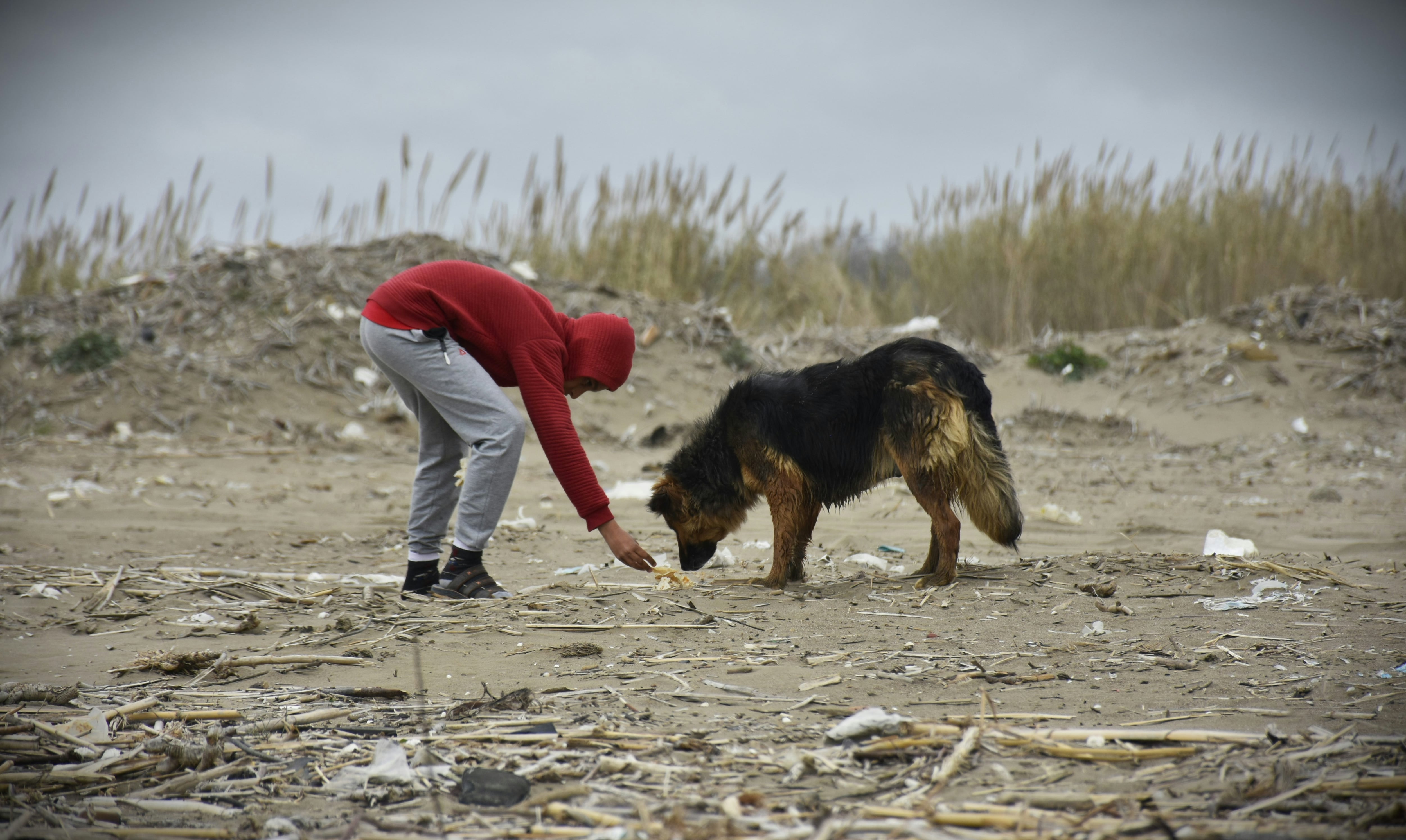 Este 17 de enero es el Día del Protector Animal