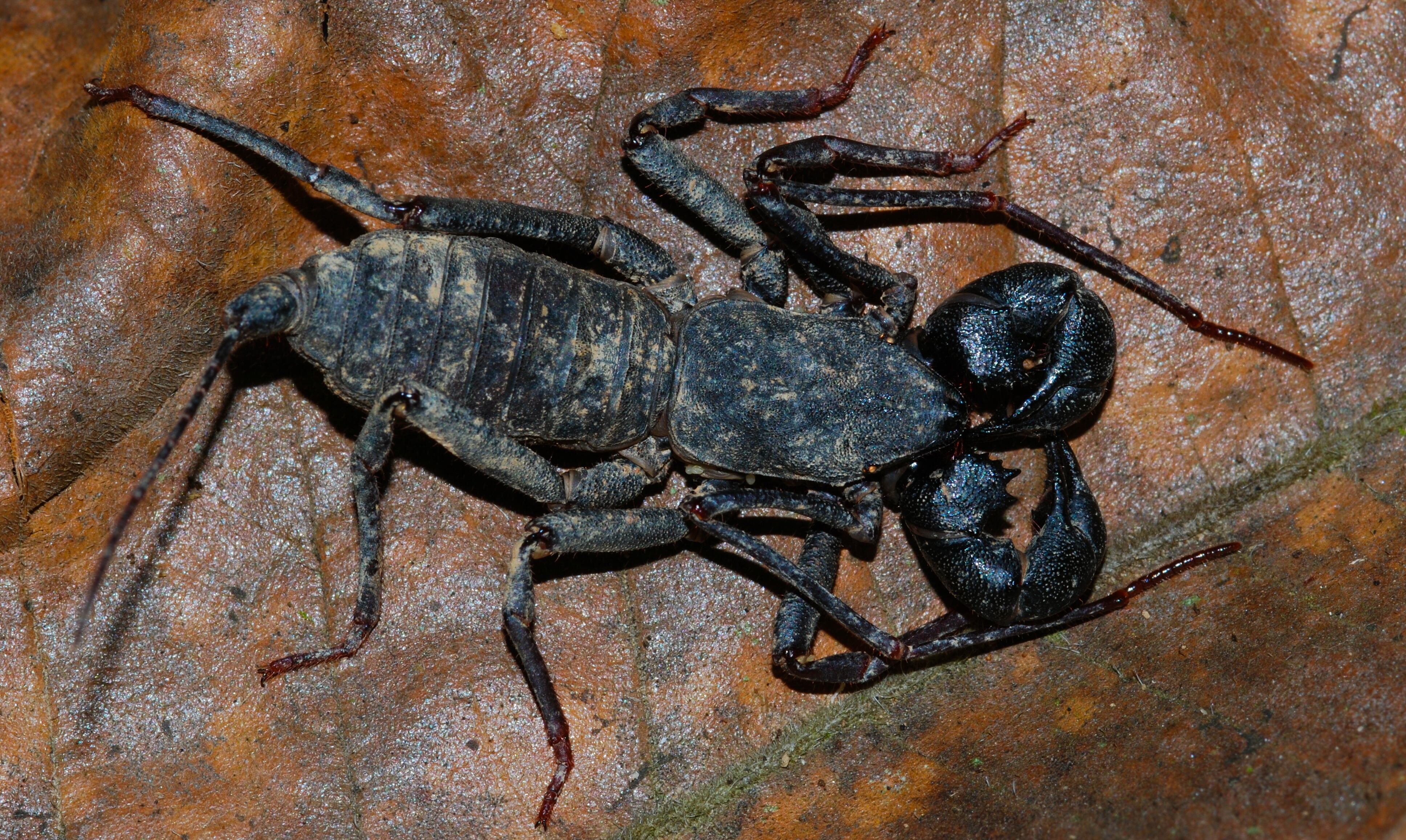 ¿Son peligrosos los vinagrillos? Te decimos qué hacer si ves uno