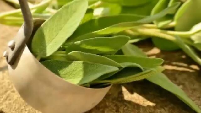 Planta medicinal que te ayuda a blanquear los dientes