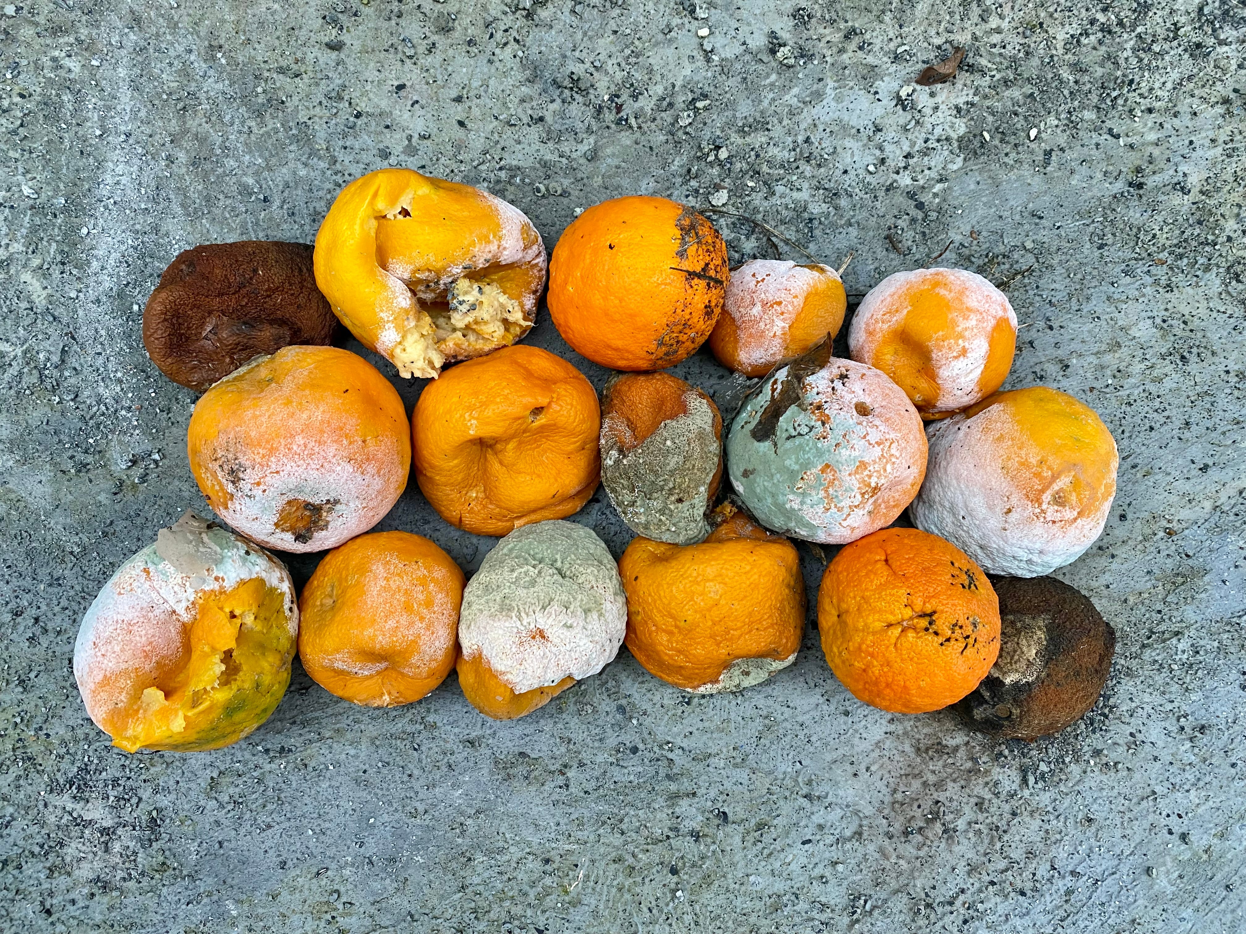 Naranjas podridas