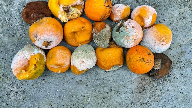 Naranjas podridas