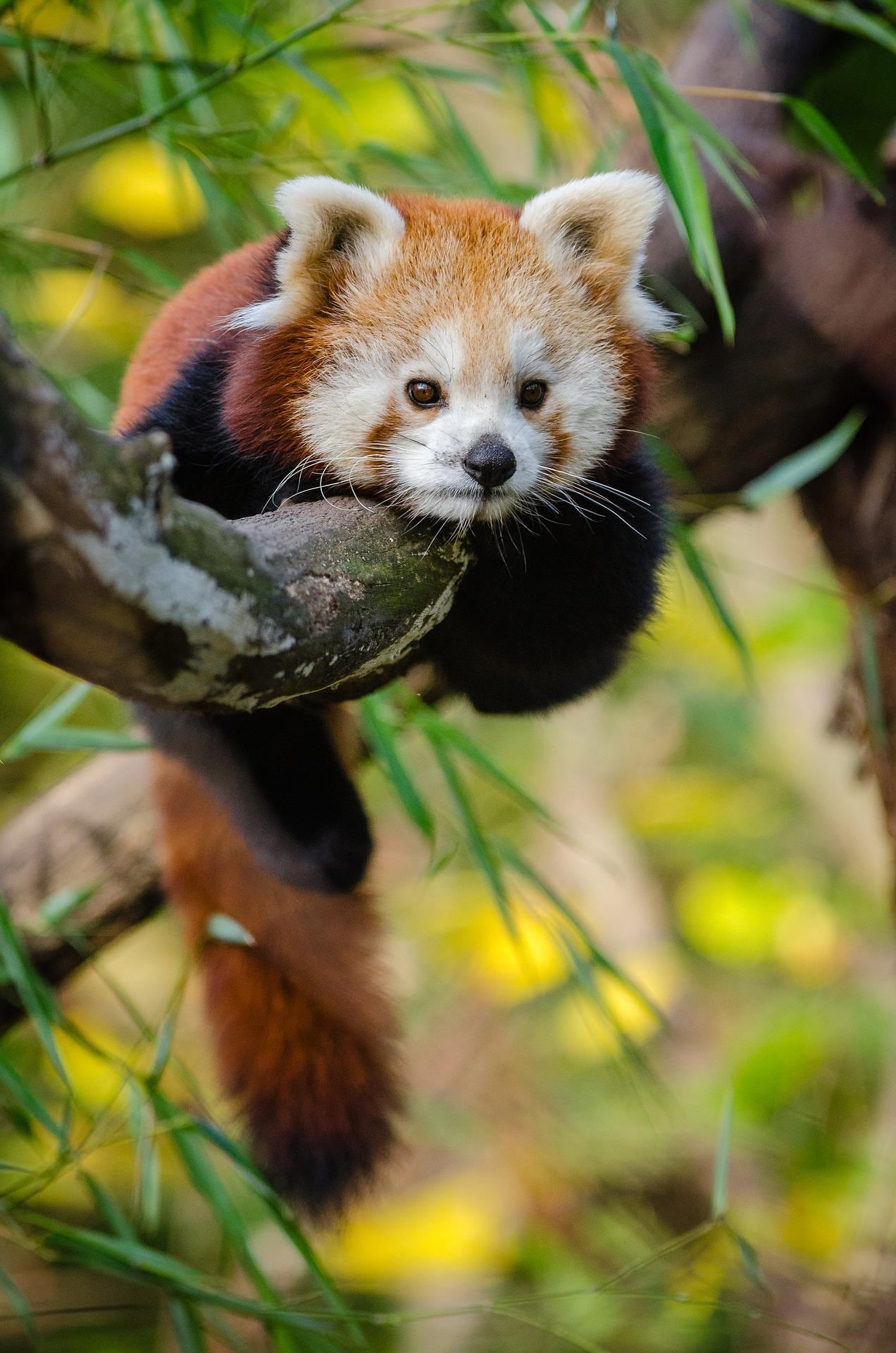 panda rojo