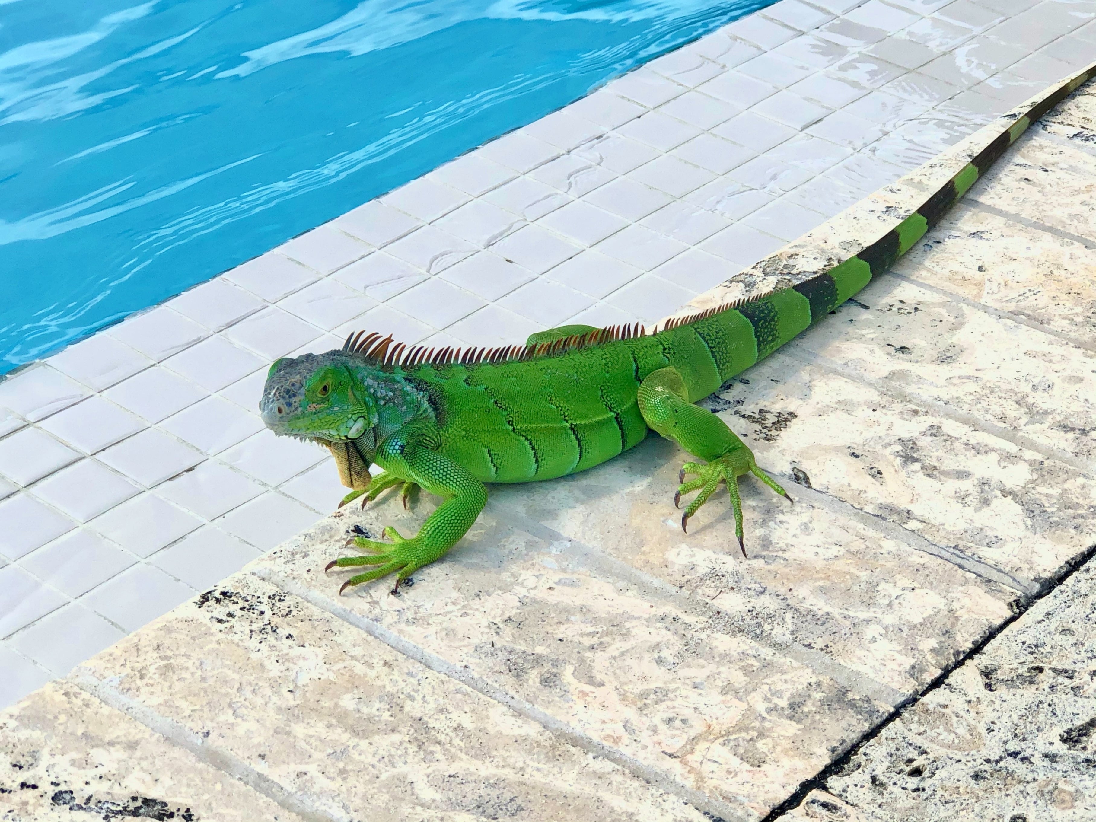 ¿Qué significa soñar con iguanas?