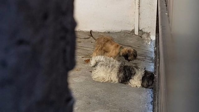 Perritos