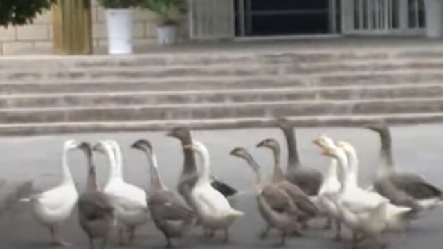 Gansos vigilando la frontera de China