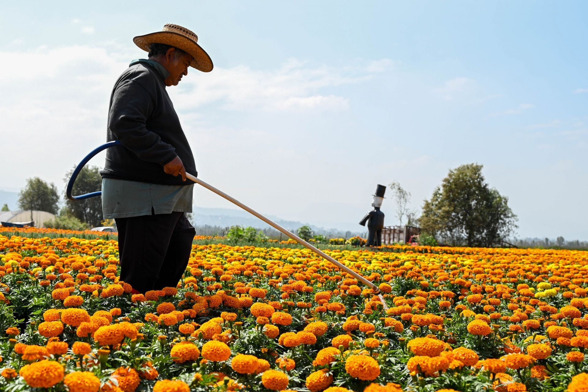 Producción de cempasúchil en la Ciudad de México