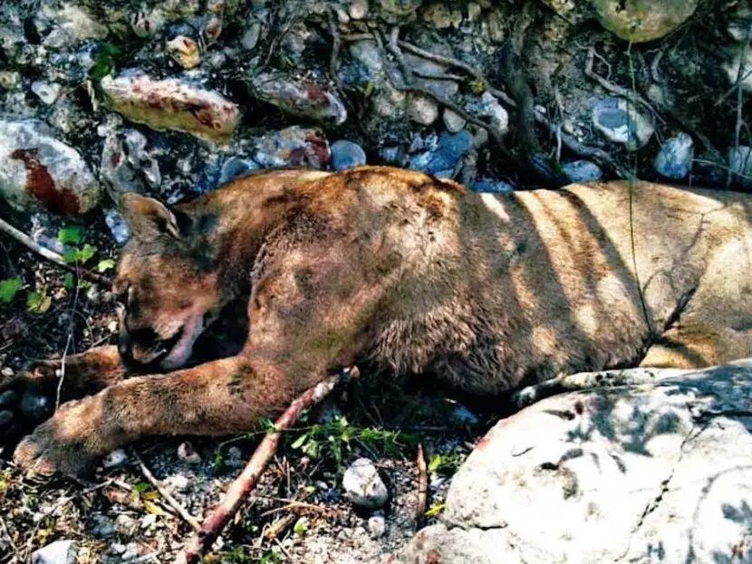 En Tamaulipas, campesinos mataron a la especie protegida de puma luego de que este los atacó