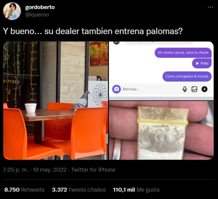 Paloma mensajera con droga