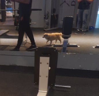 Perrito en el gimnasio