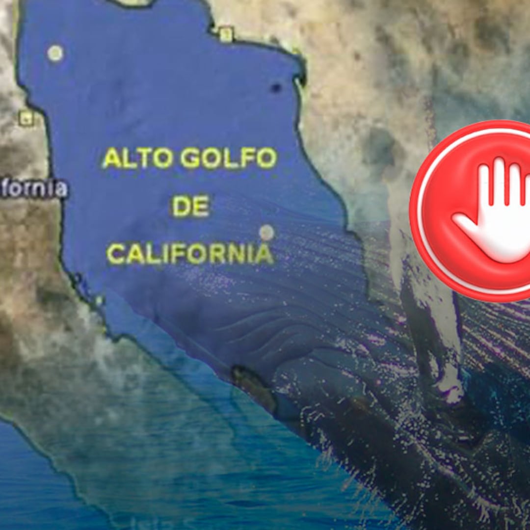 Frenan Proyecto Saguaro por riesgo a ballenas en el Golfo de California