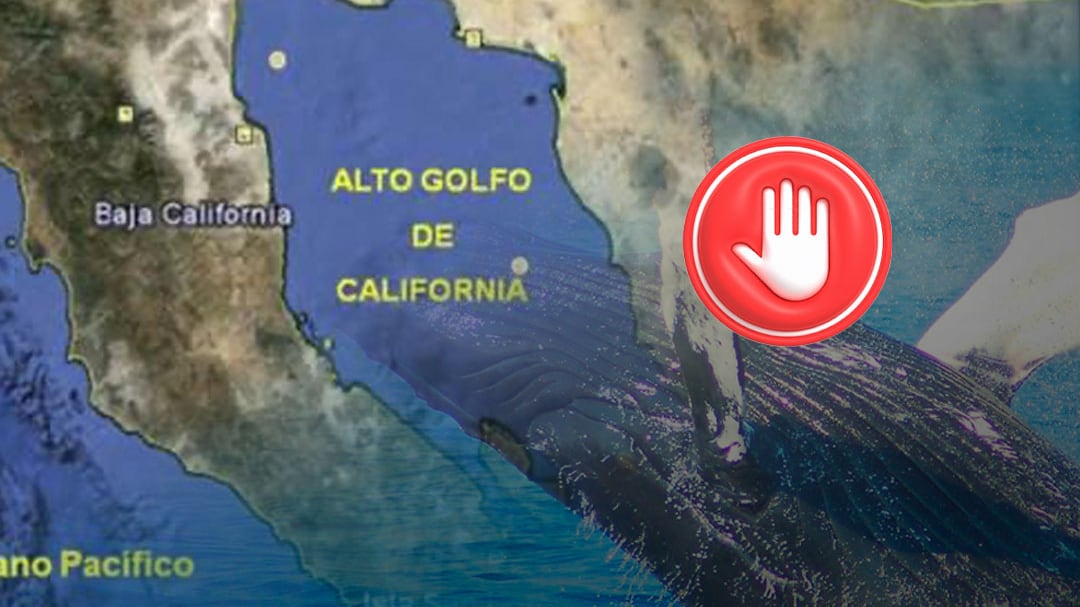 Frenan Proyecto Saguaro por riesgo a ballenas en el Golfo de California