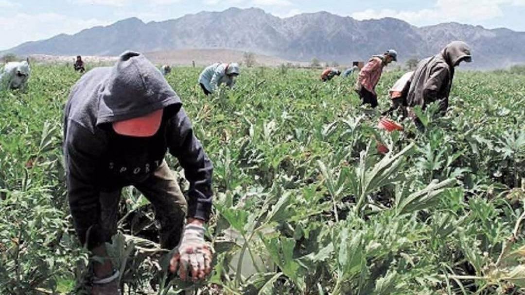 trabalhadores diaristas