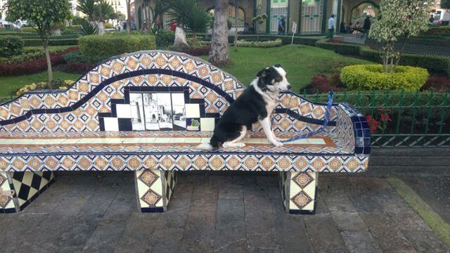 En redes sociales se rindió un homenaje al perro Katarino