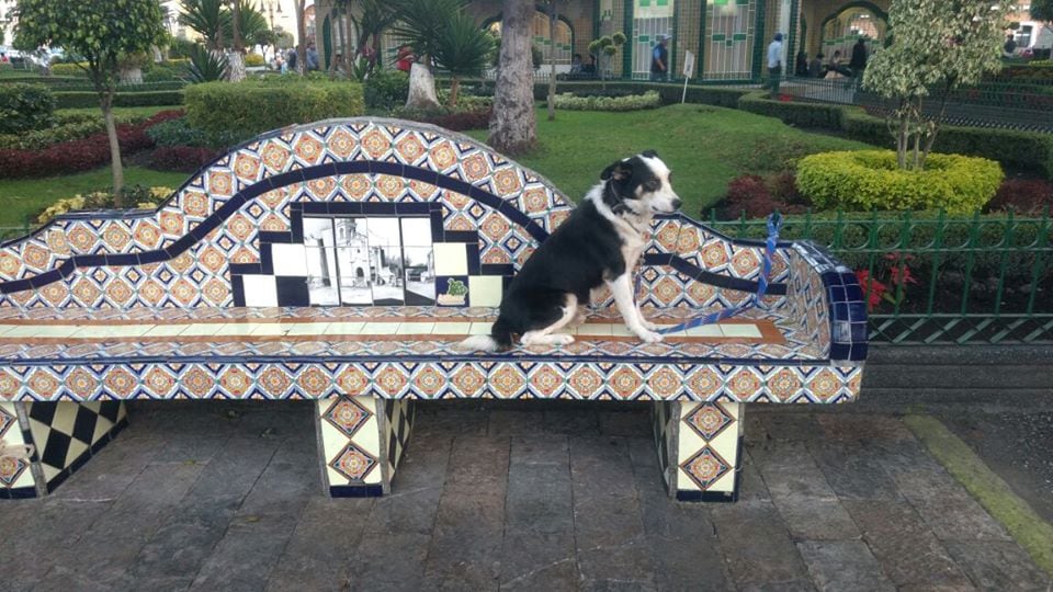 Perro Katarino