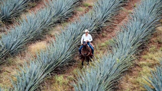 Agaves