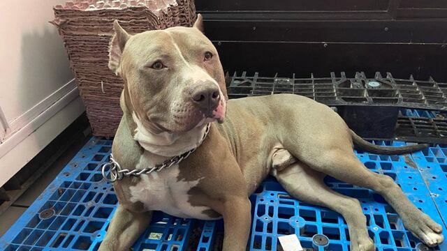 'Anubis', el perrito de la tienda