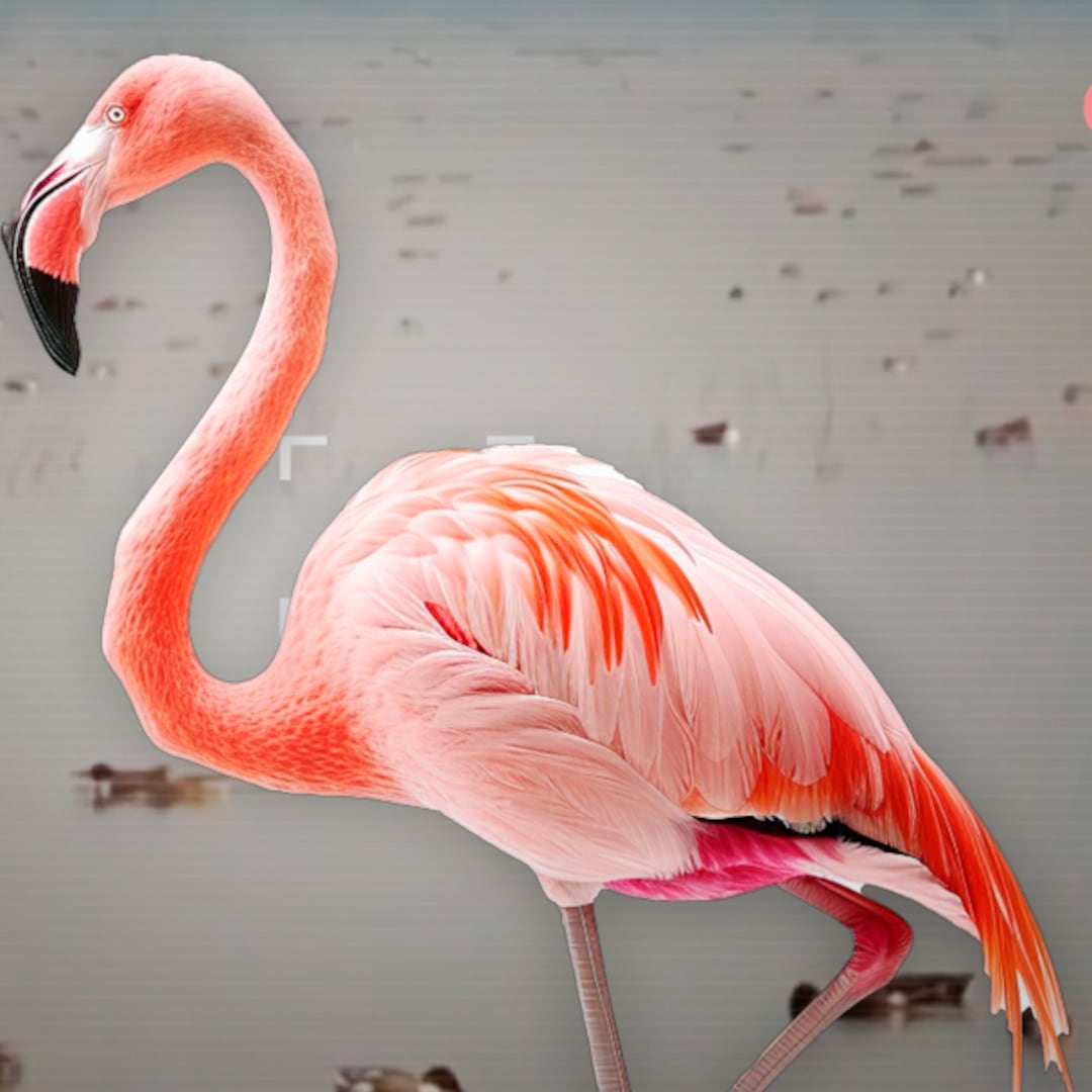 No es IA: familia de flamencos rosados sorprende en Lago de Texcoco