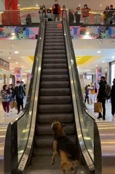 Perrito jugando con pelota en escalera eléctrica