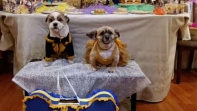 Los perros en su fiesta de cumpleaños