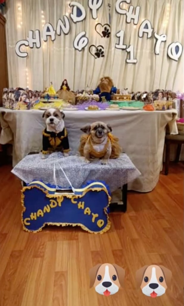 Los perros en su fiesta de cumpleaños