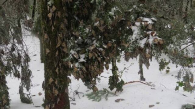 Santuario El Rosario de la mariposa monarca en Michoacán