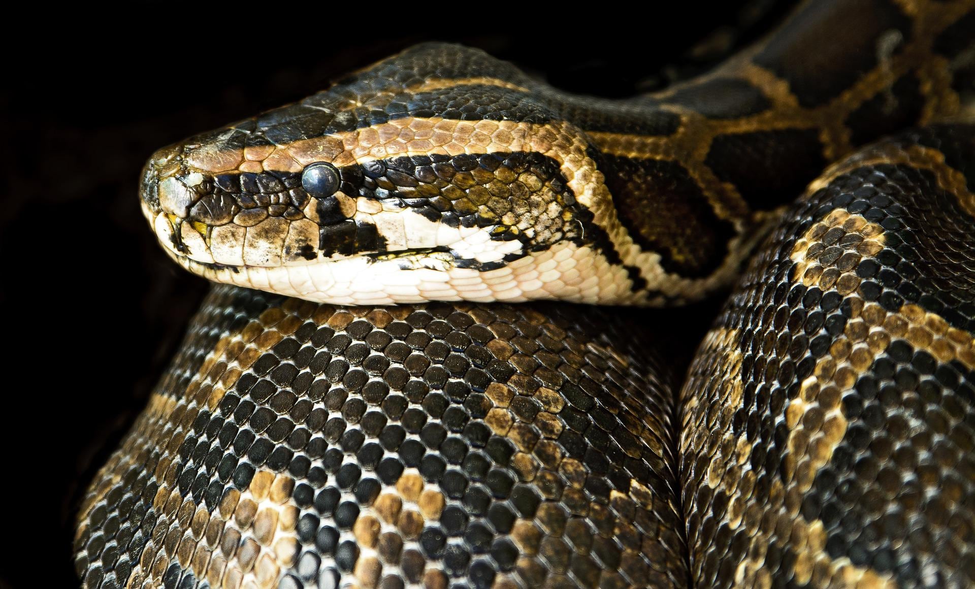 Serpiente