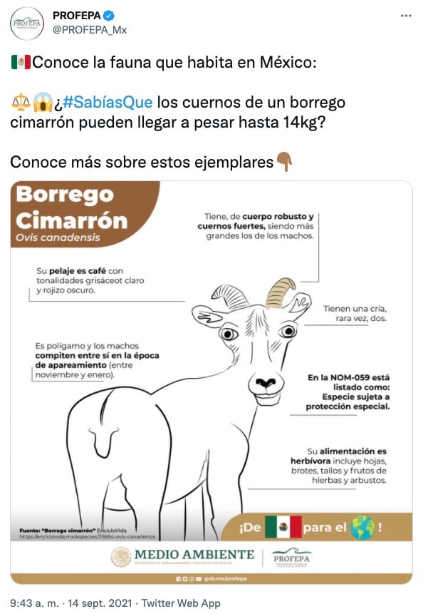 Críticas por ilustración de Profepa sobre el borrego cimarrón
