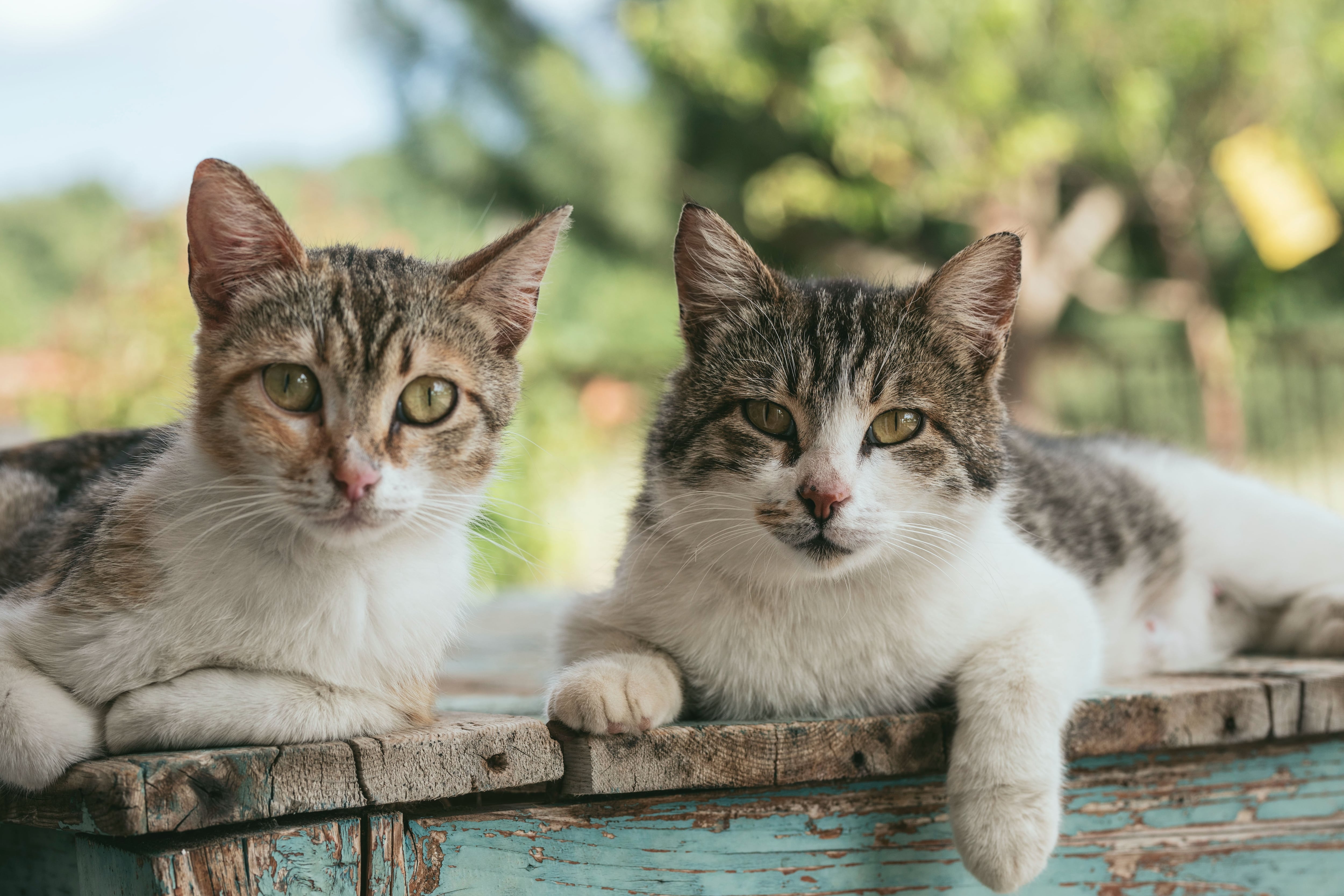 Gatos