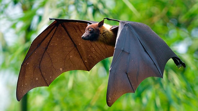 Murciélago