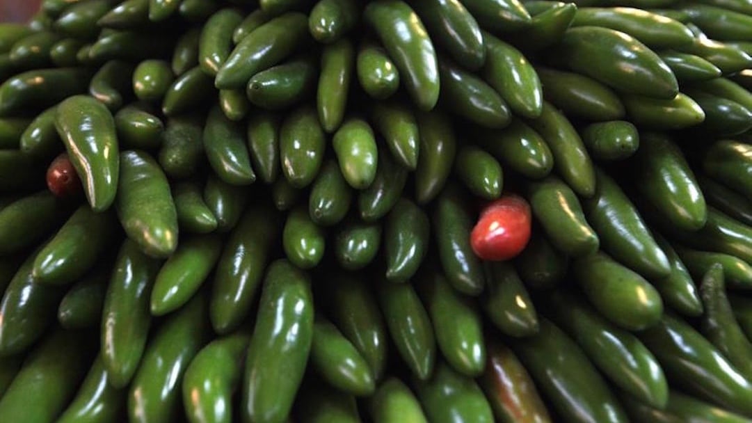 Estados Unidos alerta por brote de salmonela vinculado a jalapeños de México