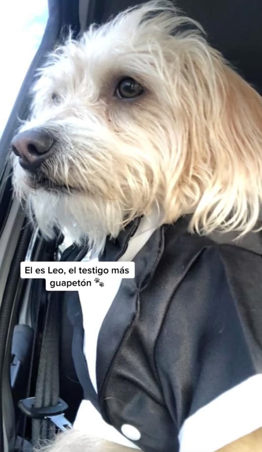 Perrito testigo de una boda