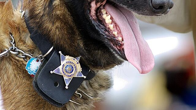 Perros detectarán Covid-19.