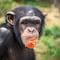 Chimpancés utilizan insectos con fines médicos