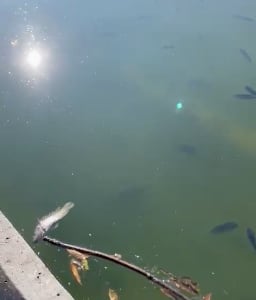 Felipe Calderón denuncia la existencia de peces muertos en Lago de Chapultepec