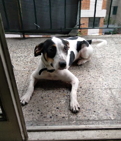 Saca a pasear a su perrita y la abandona