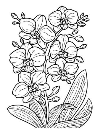 Orquídeas como dibujo de flores amarillas para colorear