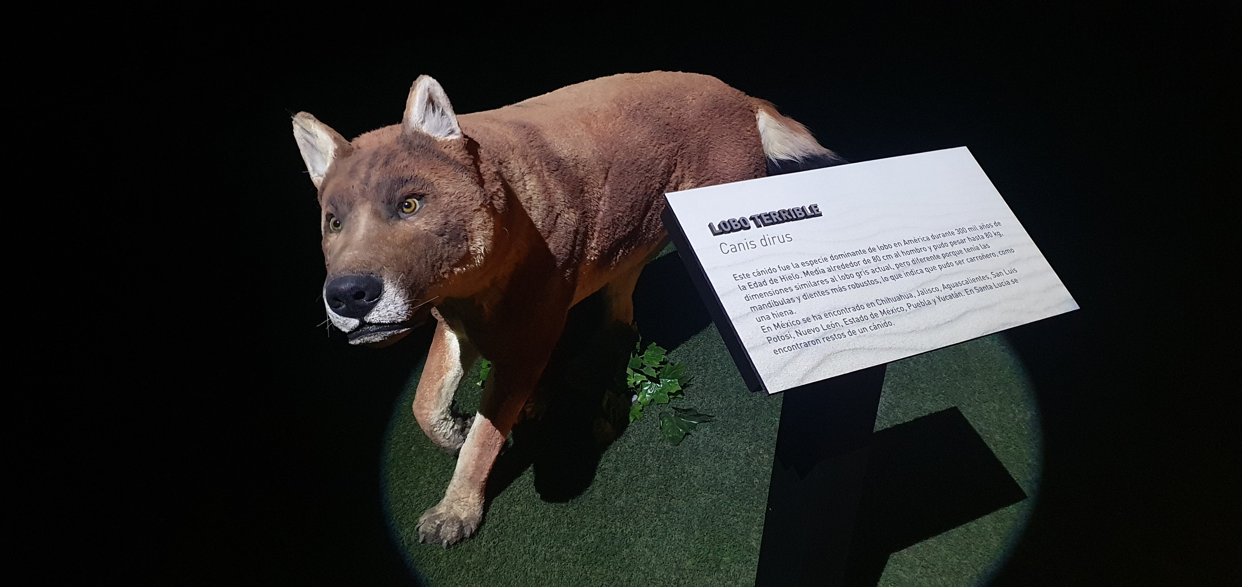 Lobo terrible de tamaño real en el museo del mamut